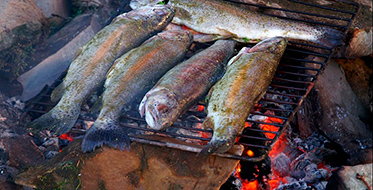 forel 3